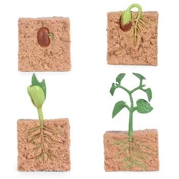 4pcs ילדים זרעי הצמח הצמיחה של מחזור החיים Playset קוגניטיבית צעצועים עזרי הוראה
