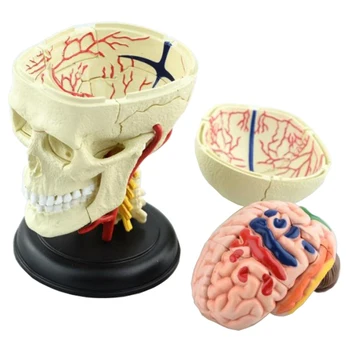 אותנטי 4Dassembly צעצוע 4D מאסטר גוף האדם הרכבה דגם מוח הגולגולת יכול לשמש למטרות רפואיות